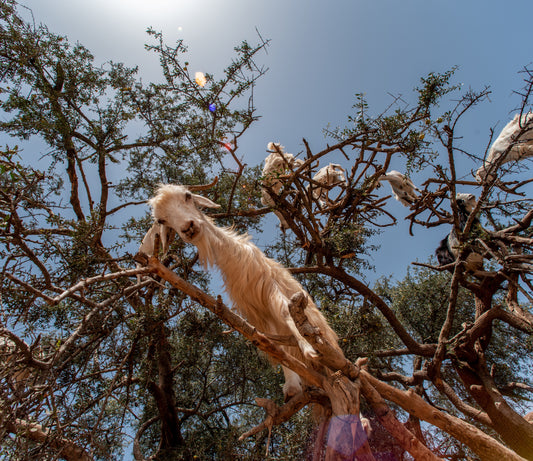 Unveiling the Essence of Oils Argan: Journey to Pure Beauty
